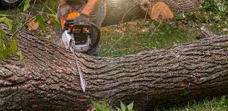 Best Tree Trimming and Pruning  in Oconto, WI