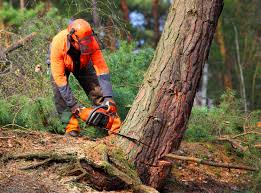 Best Hazardous Tree Removal  in Oconto, WI