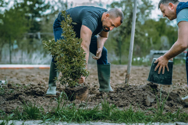 Best Grass Overseeding  in Oconto, WI