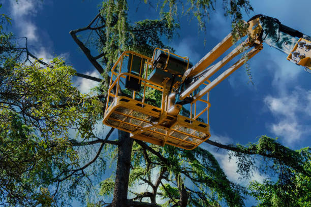 Best Emergency Tree Removal  in Oconto, WI