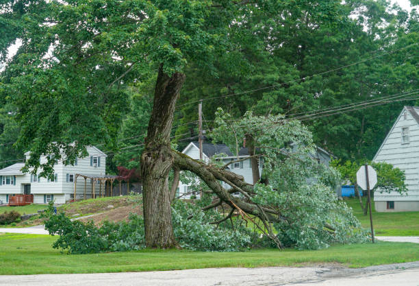 Best Tree Health Inspection  in Oconto, WI