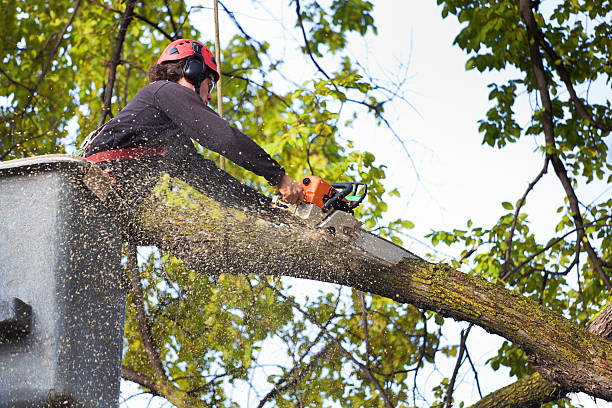 Best Arborist Consultation Services  in Oconto, WI