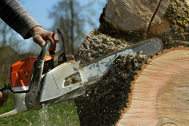Best Tree Maintenance Programs  in Oconto, WI