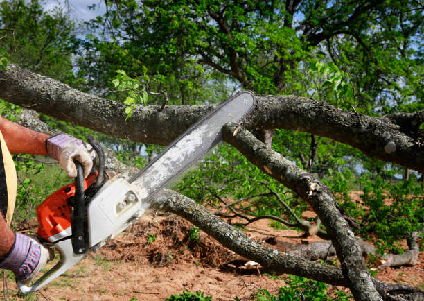 Best Hazardous Tree Removal  in Oconto, WI