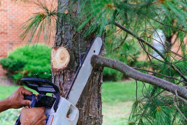 Professional Tree Services in Oconto, WI